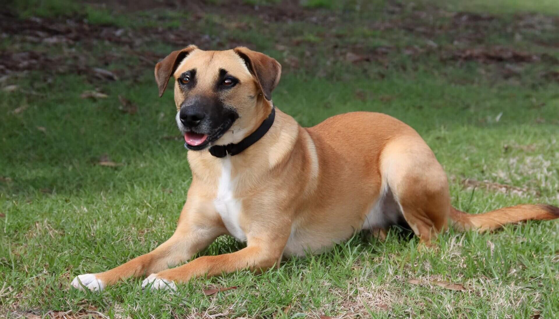Firefly Black Mouth Cur Pit Mix